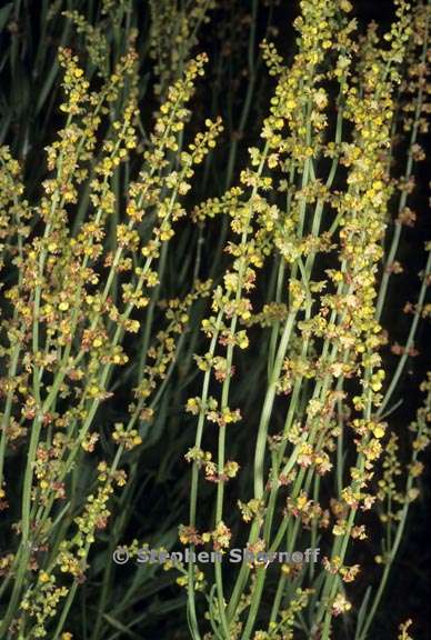 rumex acetosella 2 graphic